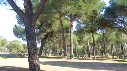 Pinares cercanos al Parque de Doñana