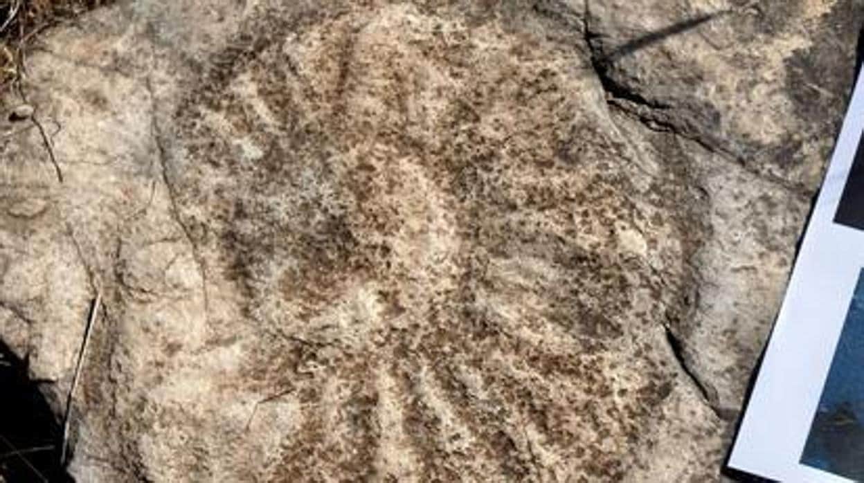 La Junta de Andalucía declara las Huellas Fósiles de Medusas en Constantina nuevo monumento natural