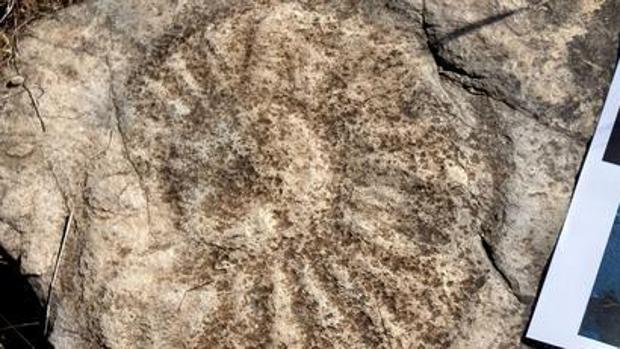 La Junta de Andalucía declara las Huellas Fósiles de Medusas en Constantina nuevo monumento natural