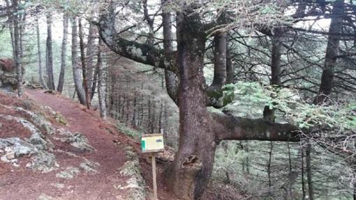 El pinsapo candelabro de la Sierra del Pinar.