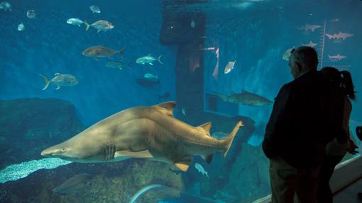 Familia observa a un tiburón tras los cristales del acuario