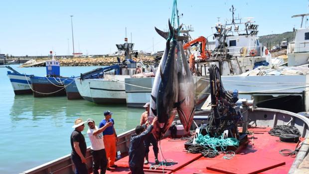 La fiesta del atún en la costa de Cádiz