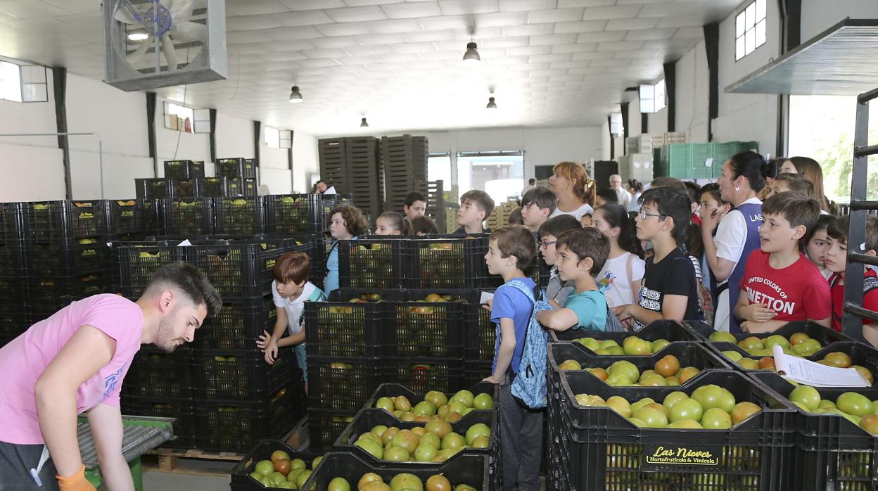 Las VII jornadas del tomate celebran hoy su jornada culminante