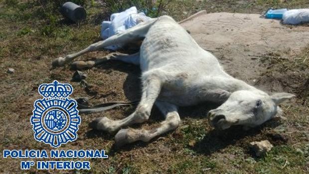 Maltrato animal en La Línea: una docena de caballos abandonados, sin comida ni agua y rodeados de heces