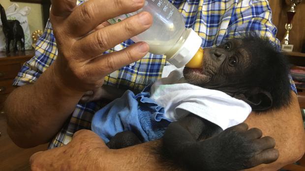 Nace en la reserva natural de El Castillo de las Guardas Salva, el primer chimpancé sevillano