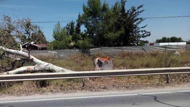 Ecologistas en acción denuncia la tala de decenas de eucaliptos en la carretera Utrera-Los Palacios (A-362)