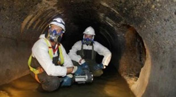 Comienza la campaña anual para controlar a la cucaracha americana