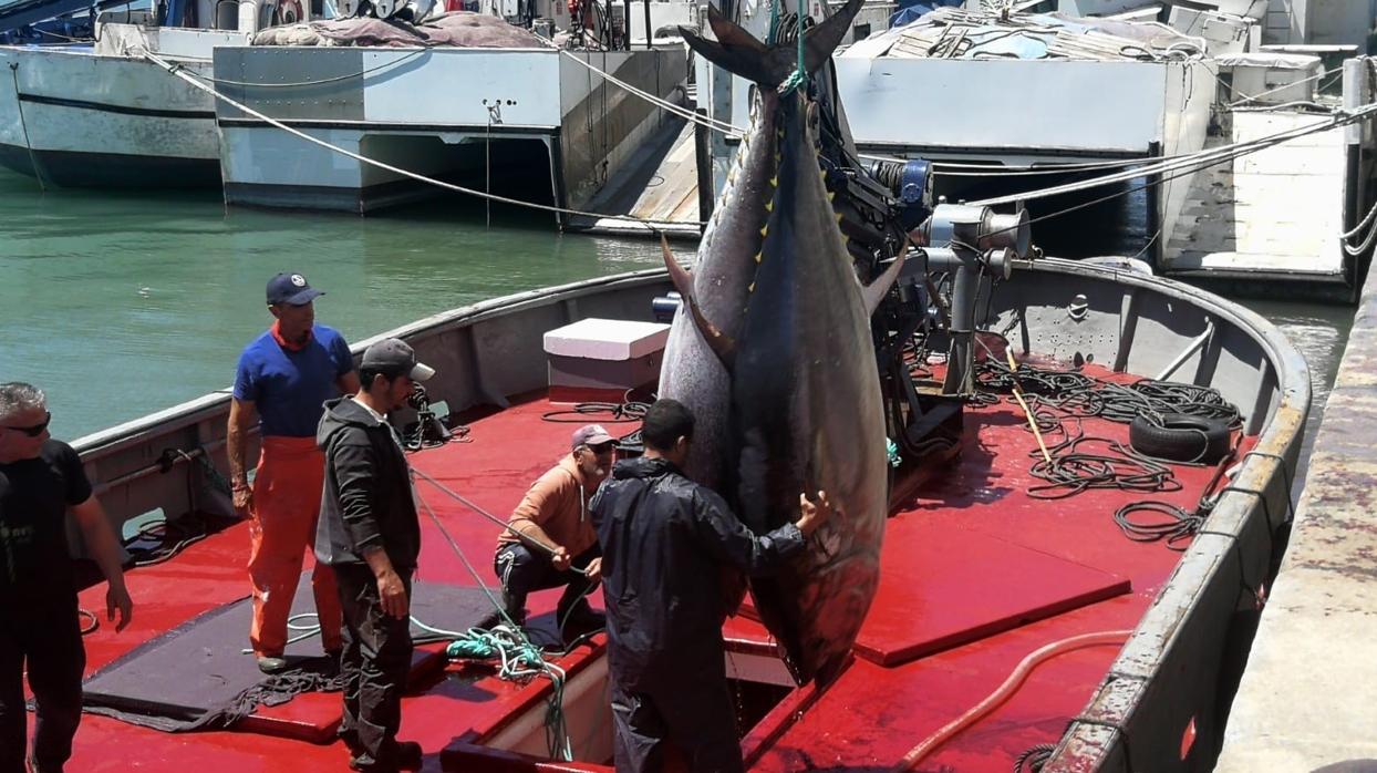 Pesca de atún en Cádiz
