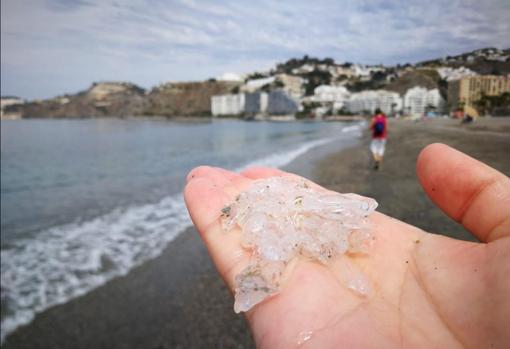 ¿Qué son esas extrañas especies que han aparecido en las playas andaluzas?