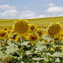 Campo de girasoles