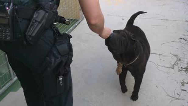 Rescatan a un perro en Utrera amarrado al sol, sin agua y con síntomas de deshidratación