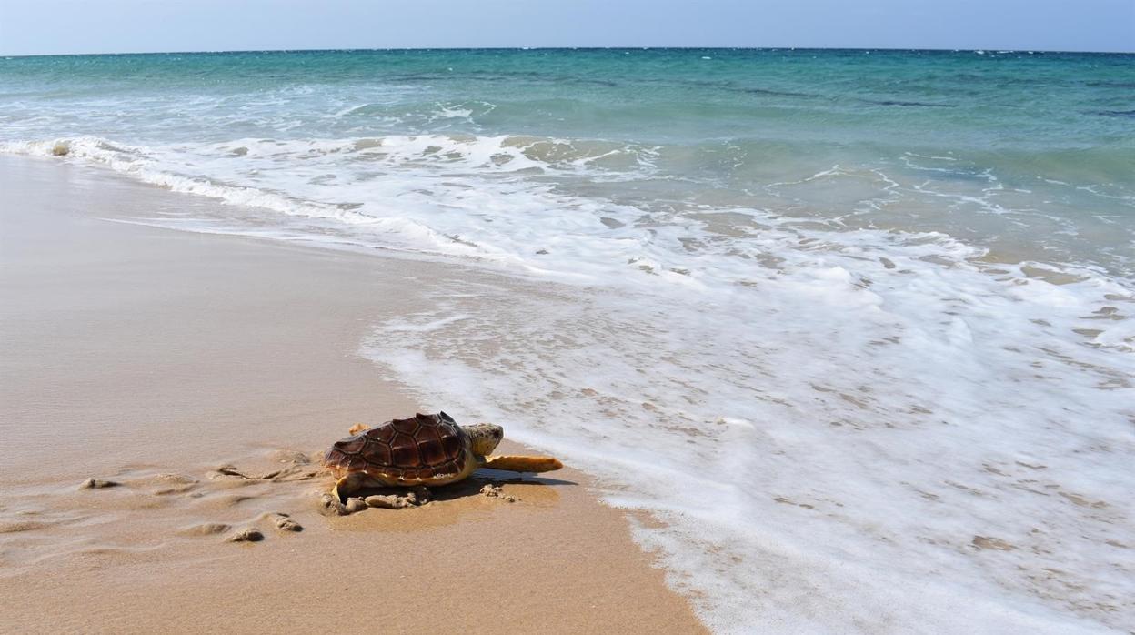 Liberadas en Bolonia dos tortugas boba recuperadas en el Centro de Gestión del Medio Marino de Algeciras