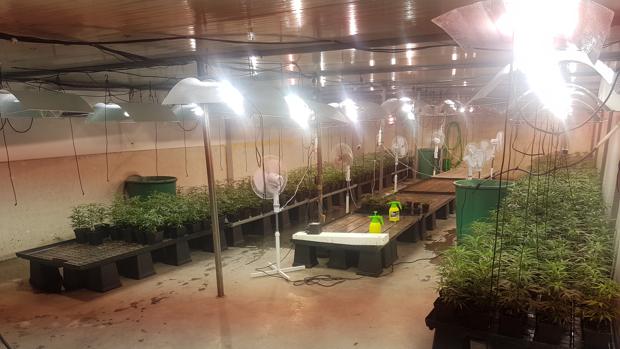 La Guardia Civil desarticula una organización dedicada al cultivo intensivo de marihuana en Aznalcóllar