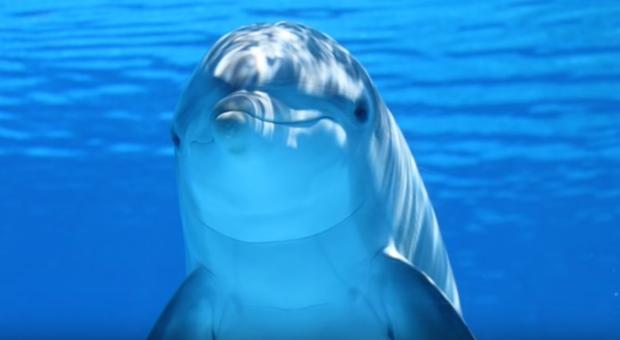 Aparece un grupo de delfines en Sancti Petri, en Chiclana