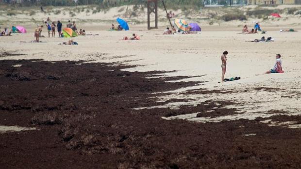 Medidas contra la «catástrofe ambiental» del alga invasora