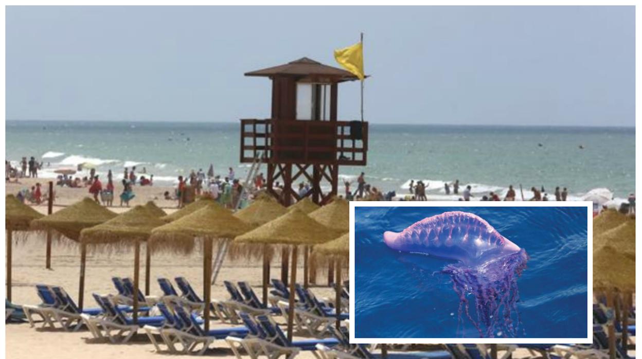 Bandera amarilla en las playas de Cádiz por carabela portugues