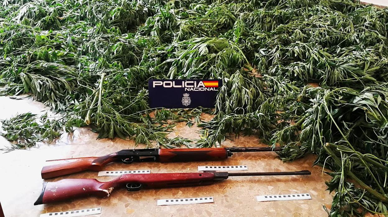 Detienen a los responsables de una plantación con 70 kilos de marihuana y dos escopetas en Morón
