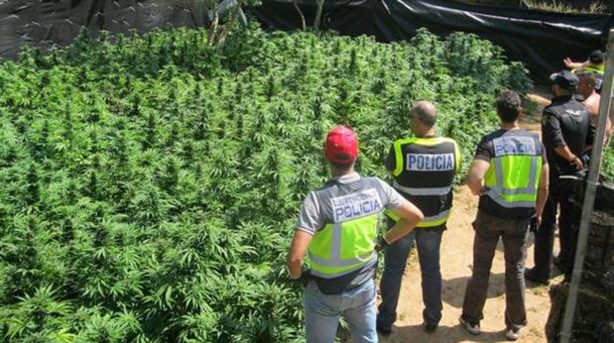 Imagen de archivo de una plantación de marihuana intervenida por la Policía en la provincia