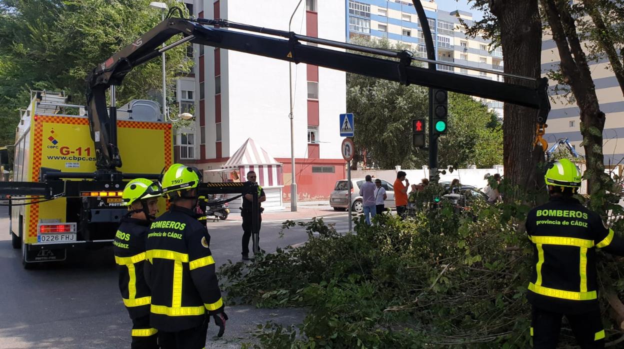 Bomberos interviene para retirar el árbol de grandes dimensiones