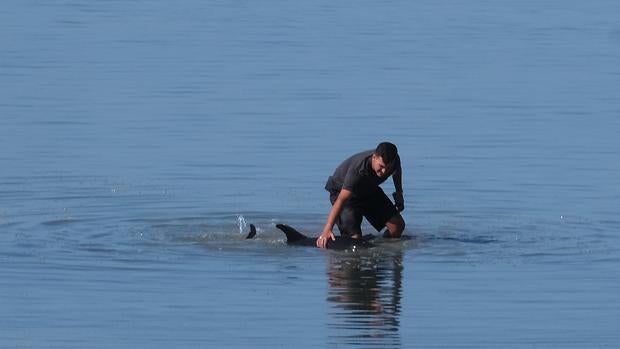 Una cría de delfín en la playa de la Cachucha de Puerto Real