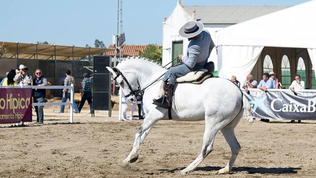 Fin de semana dedicado al mundo del caballo en Los Palacios y Villafranca