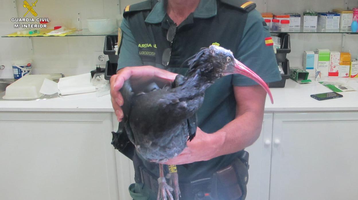 El ave ha sido trasladado al Zoo Botánico de Jerez