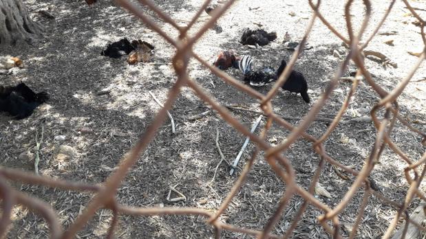 Denuncian el envenenamiento de gallinas en San Fernando