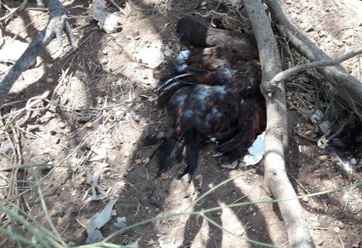 Una de las gallinas hallada muerta en la zona.