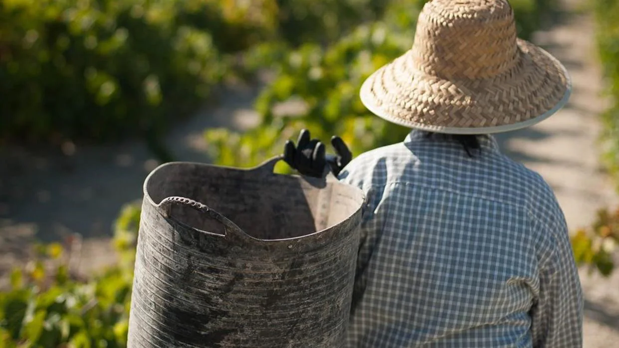 Barbadillo espera extraer cerca de ocho millones de kilos de uva en esta vendimia
