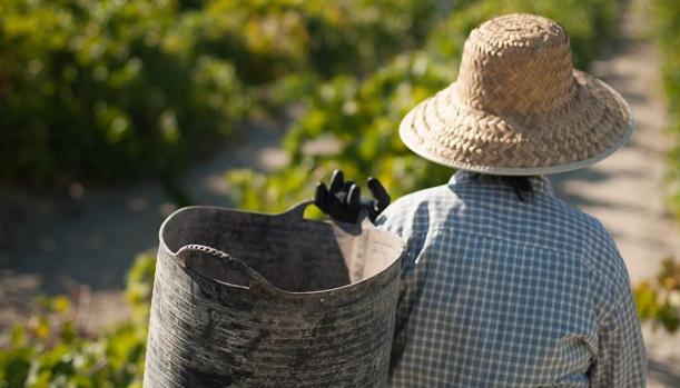 Barbadillo espera extraer cerca de ocho millones de kilos de uva en esta vendimia