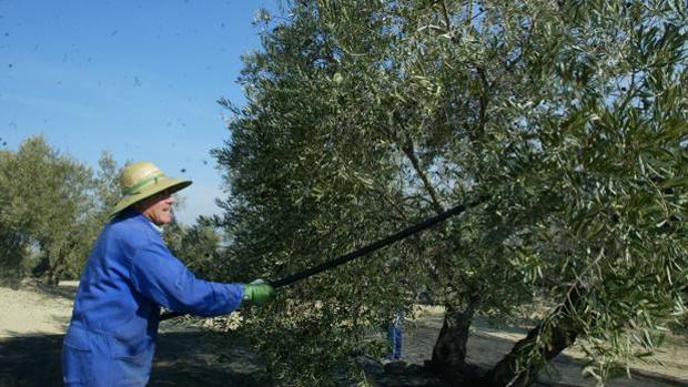 La gota fría pone en riesgo la campaña del verdeo de la aceituna en varios municipios de la Sierra Sur