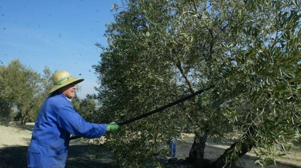 La campaña del verdeo de la aceituna en la Sierra Sur se ha puesto en peligro tras la gota fría de este pasado lunes