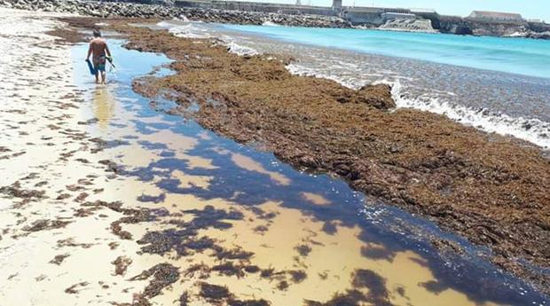 Toneladas de algas siguen invadiendo Tarifa