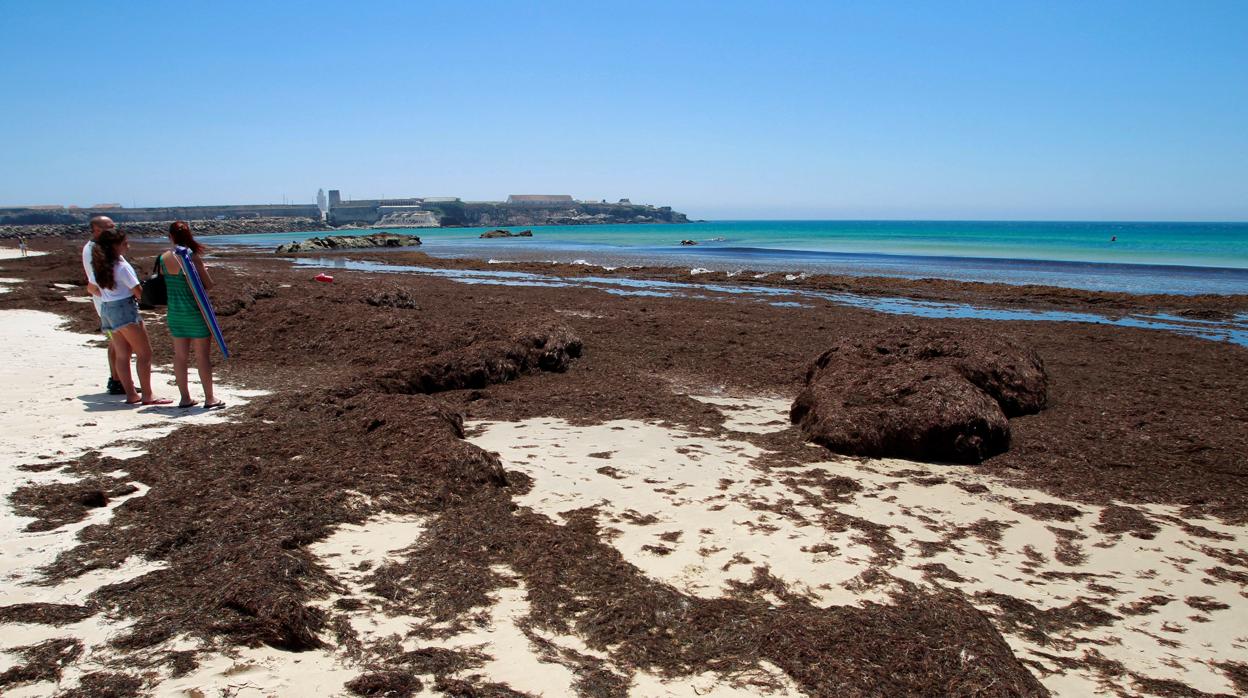 Alga invasora en una de las playas de Tarifa.