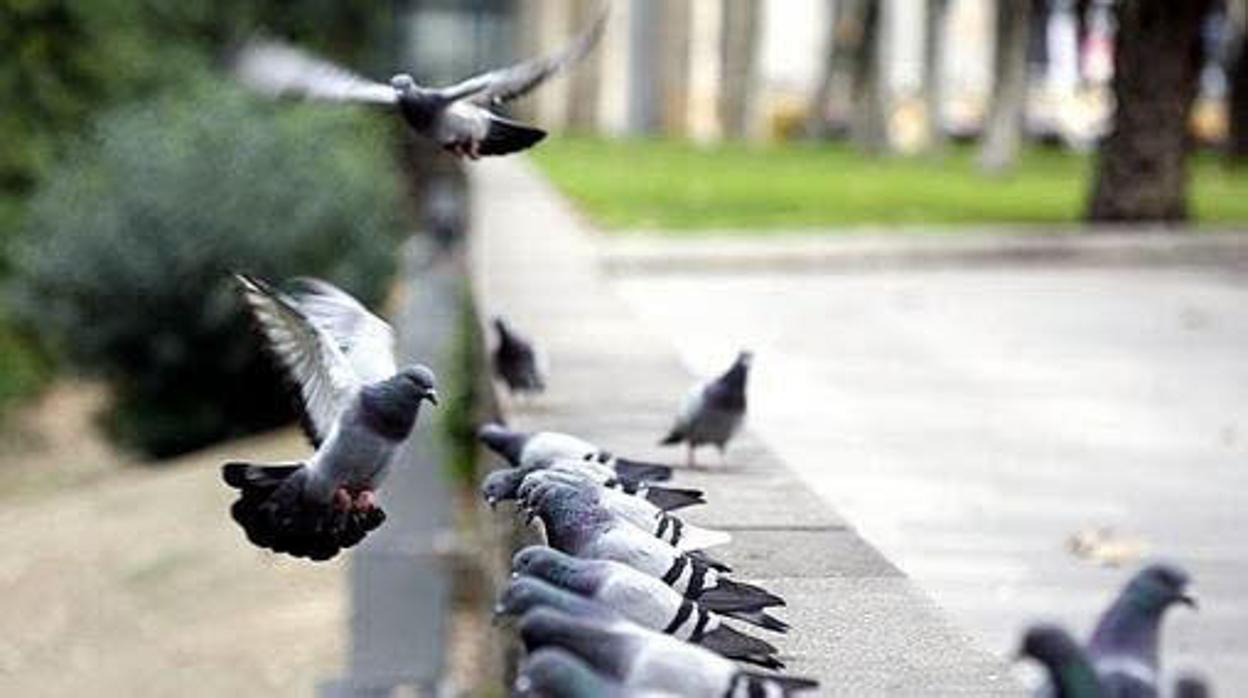 La superpoblación de palomas urbanas en Cádiz, en el punto de mira