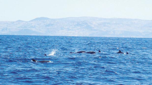 Hallado en la Bahía de Algeciras el primer delfín híbrido del mundo