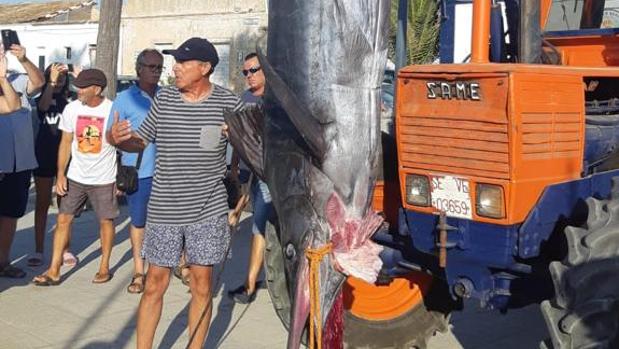 Pescan un Marlín Azul de 285 kilos frente a la costa de Sancti Petri