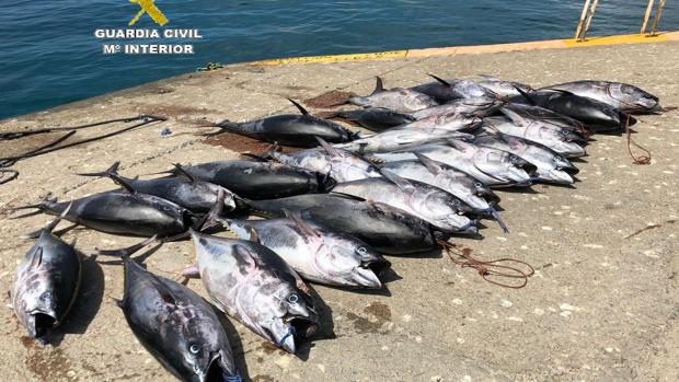 La Guardia Civil interviene en la zona de Tarifa 25 piezas de atún rojo pescados ilegalmente