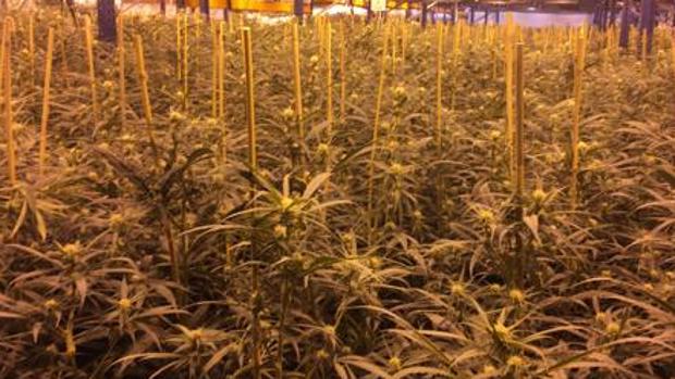 Desmanteladas cinco plantaciones de marihuana en la Sierra