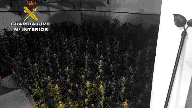 Detenido en Huévar del Aljarafe el responsable de una plantación indoor con 850 plantas de marihuana