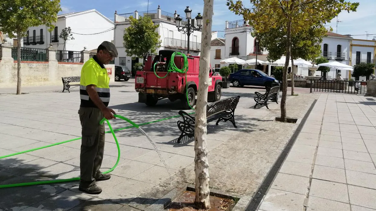 Un operario municipal riega un árbol de Las Navas de la Concepción con el agua de una cuba