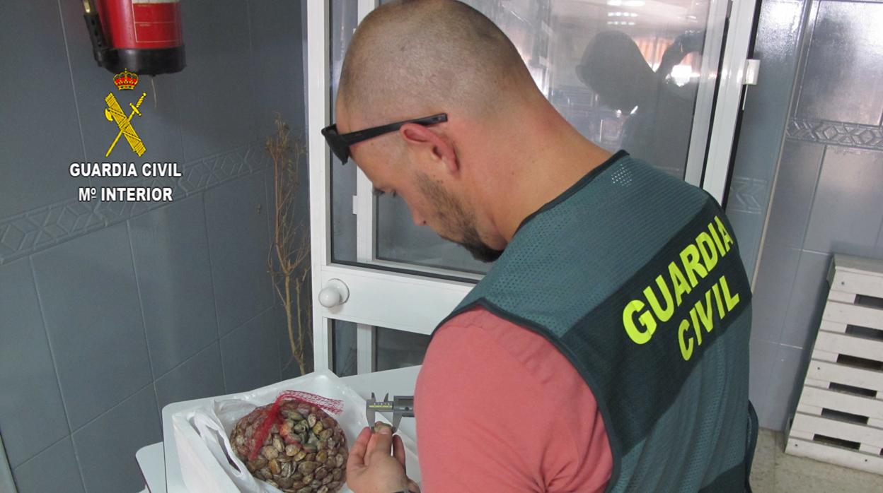 Un agente de la Guardia Civil calibra las chirlas intervenidas procedentes de Isla Cristina