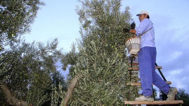 Herrera, el pueblo de la provincia de Sevilla donde no se producen robos en el campo en época del verdeo