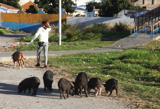 Capturan, para ser sacrificados, varios cerdos vietnamitas en Algeciras