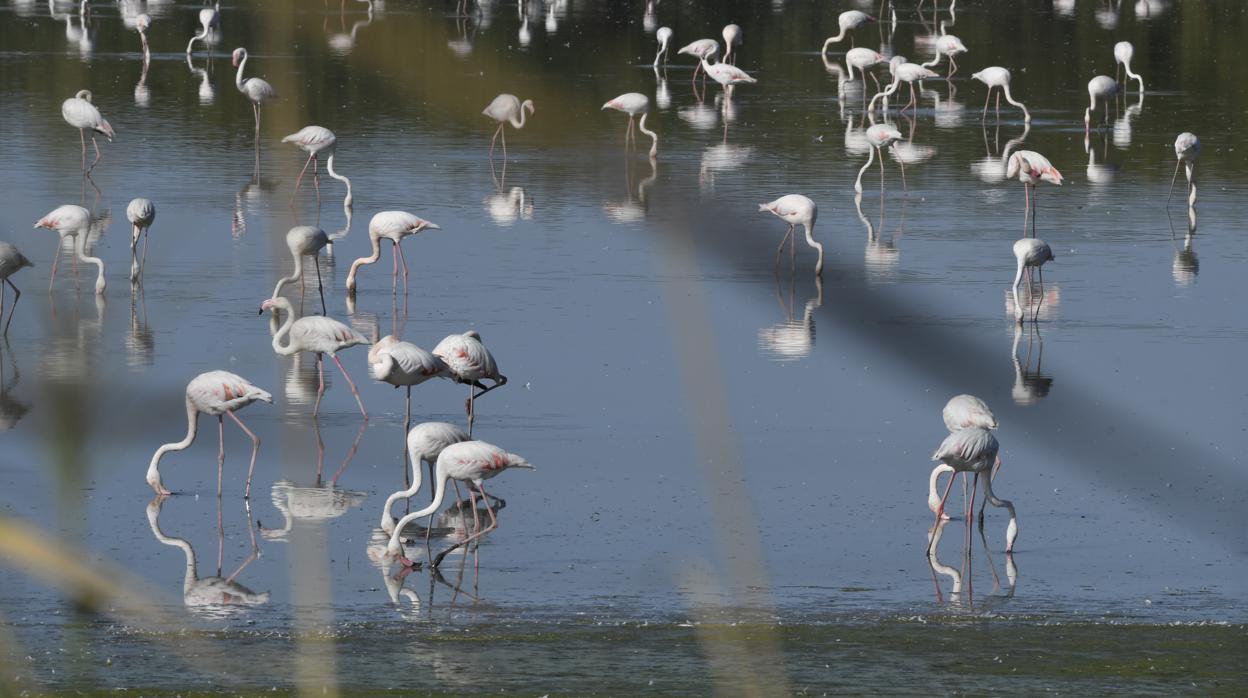 Decenas de flamencos en la Laguna del Gobierno en el municipio de Lantejuela