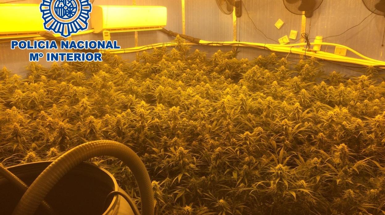 La Policía desmantela en Sanlúcar un cultivo &#039;indoor&#039; con 149 plantas de cannabis