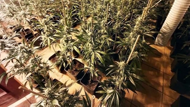 Pillado con 259 plantas de marihuana en el interior de una vivienda en Jerez