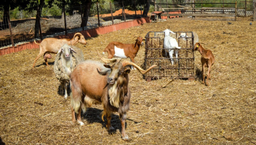 Una divertida granja en La Huerta del Novo de Chiclana