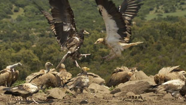 Alimoche, el vuelo del pequeño rapaz