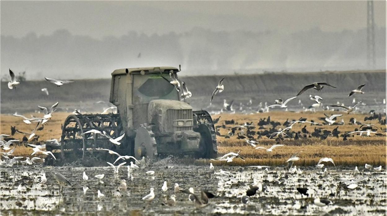 El fangueo del arroz será el protagonista de la jornada en Isla Mayor